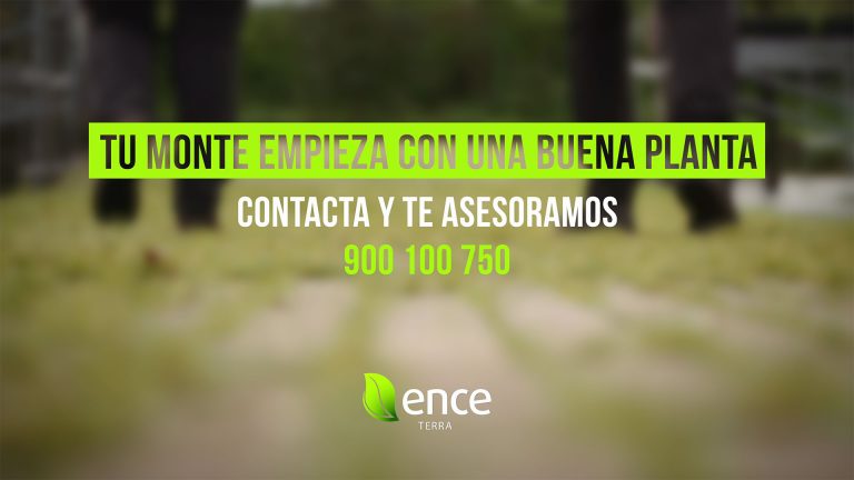 Tu monte empieza con una buena planta